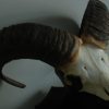 Skull, horns of a mouflon.