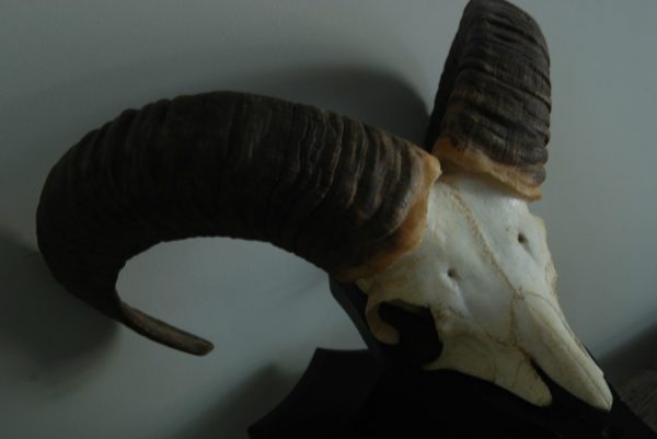 Skull, horns of a mouflon.