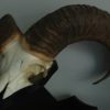 Skull, horns of a mouflon.