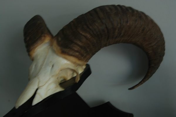 Skull, horns of a mouflon.