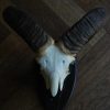 Antler of a sika deer.