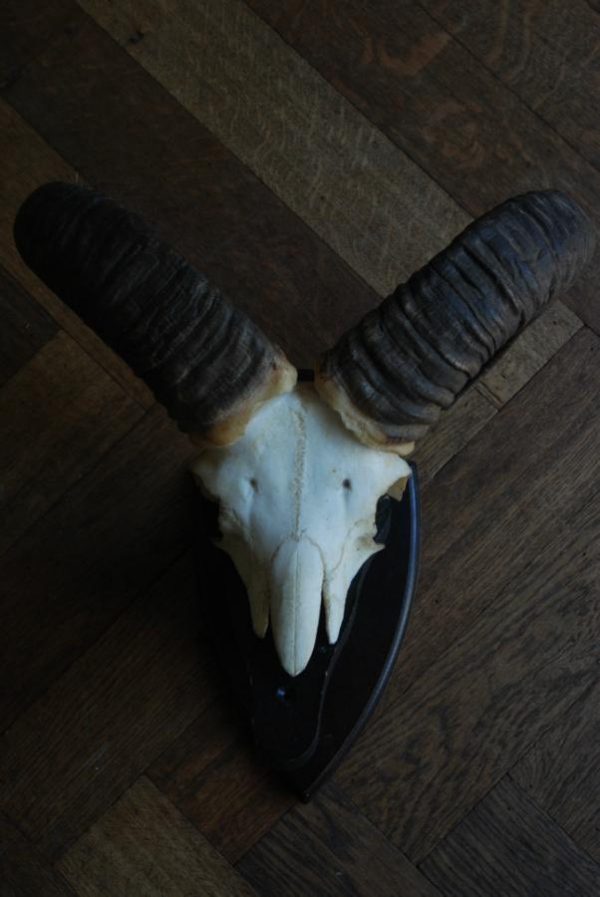 Skull, horns of a mouflon.