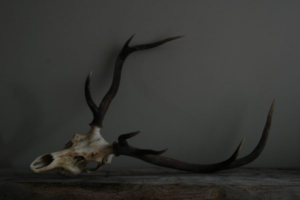 Decorative old skull of a red stag.