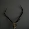 Decorative old skull of a red stag.