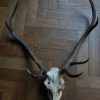 Decorative old skull of a red stag.