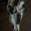 Decoratief oude schedel van een edelhert.