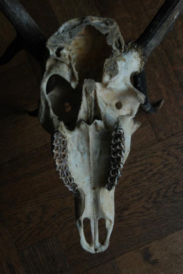 Decorative old skull of a red stag.