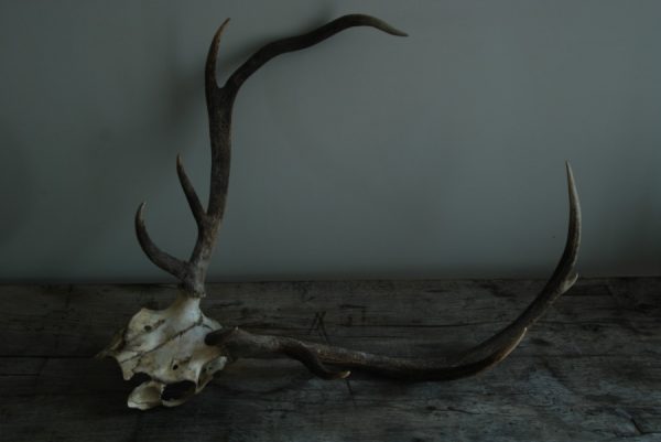 Oude decoratieve edelhert schedel.