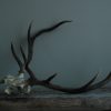 Old decorative red stag skull