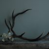 Antlers of fallow deer and red deer