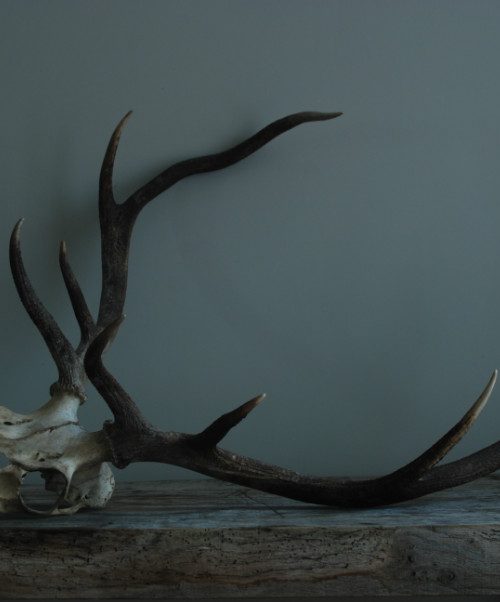 Old decorative red stag skull