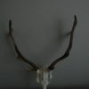 Small skulls / pair of antlers of fallowdeer.