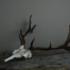 Small skulls / pair of antlers of fallowdeer.