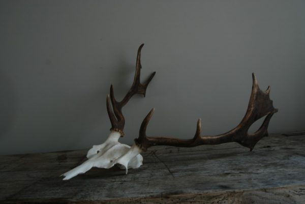 Small skulls / pair of antlers of fallowdeer.