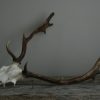 Small skulls / pair of antlers of fallowdeer.