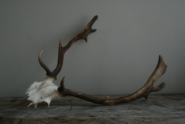 Small skulls / pair of antlers of fallowdeer.