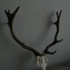 Small skulls / pair of antlers of fallowdeer.