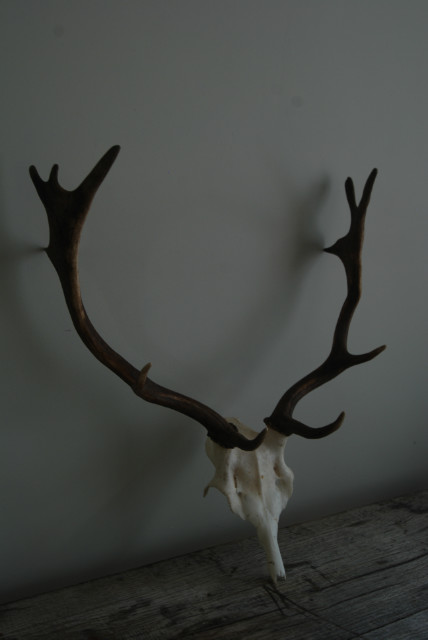 Small skulls / pair of antlers of fallowdeer.