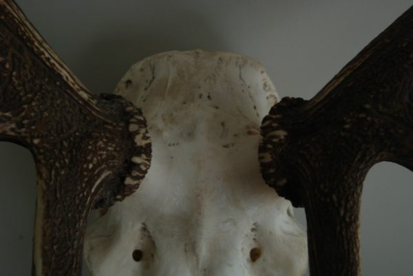 Complete schedel van een edelhert.