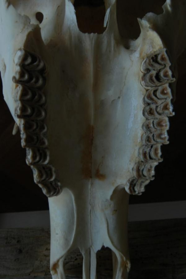 Complete schedel van een edelhert.