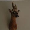 Stuffed head of a springbok.