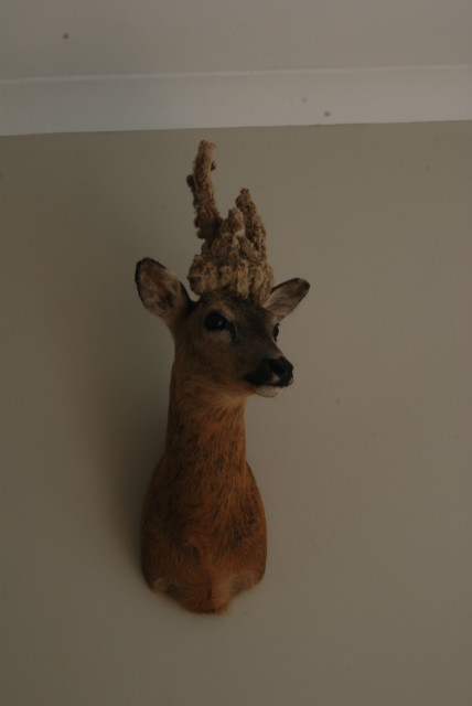 Stuffed head of a rare "pruikenbok".