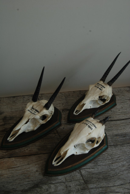 Mooie set kleine schedeltjes van duiker antilopes.