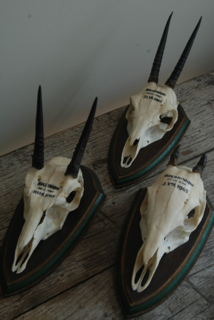 Mooie set kleine schedeltjes van duiker antilopes.