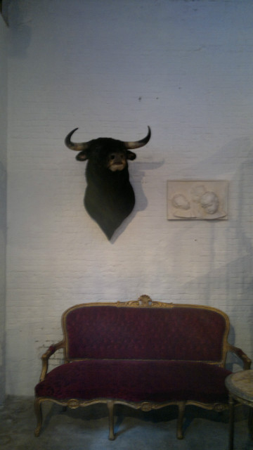Big stuffed head of a Spanish fighting-bull, taxidermy
