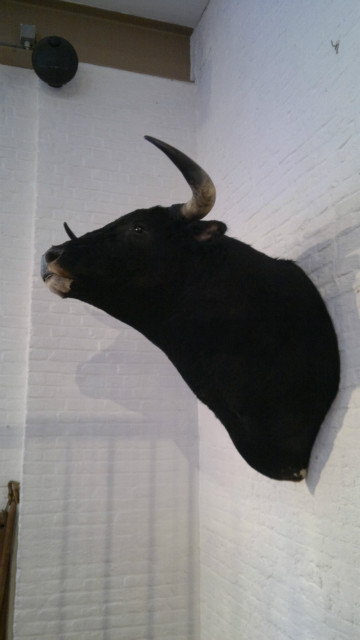 Big stuffed head of a Spanish fighting-bull, taxidermy
