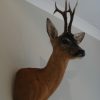 Nice stuffed head of a roebock with hughe antlers