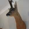 Nice stuffed head of a roebock with hughe antlers