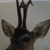 Nice stuffed head of a roebock with hughe antlers