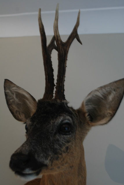 Nice stuffed head of a roebock with hughe antlers