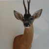 Nice stuffed head of a roebock with hughe antlers