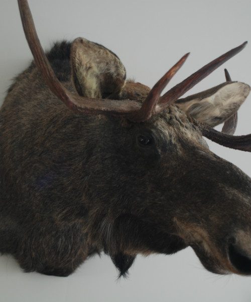 New stuffed head of a Scandinavian moose