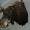 Nieuwe opgezette kop van een Scandinavische eland