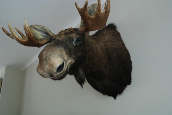 New stuffed trophy head of a Scandinavian moose