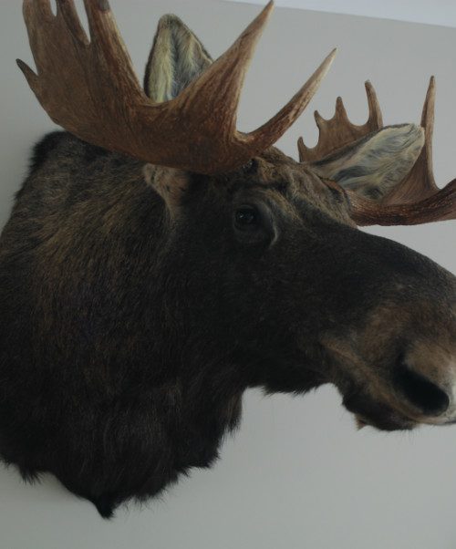 New stuffed trophy head of a Scandinavian moose