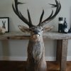 Beautiful shouldermount of a big red stag.