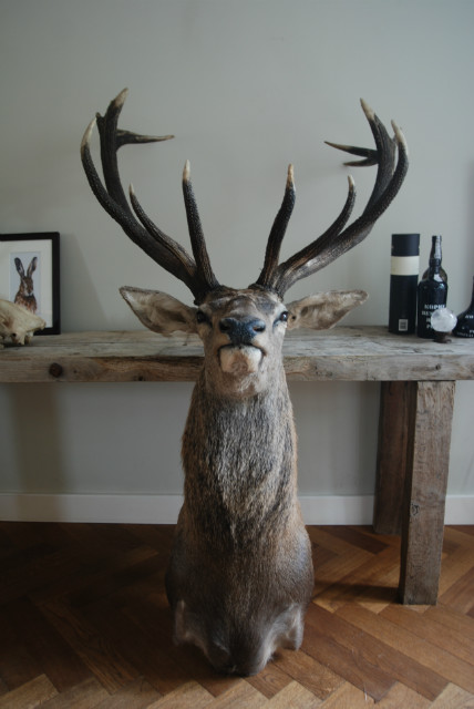 Beautiful shouldermount of a big red stag.