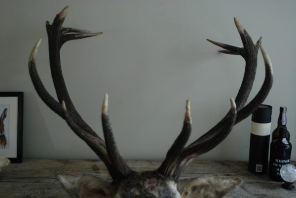 Beautiful shouldermount of a big red stag.