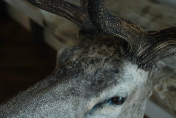 Mooie shouldermount van een groot edelhert