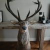 Stately stuffed head of a big fallow deer.