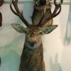 New trophy head of an nice red stag.