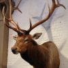 New hunting trophy of a huge wapiti.