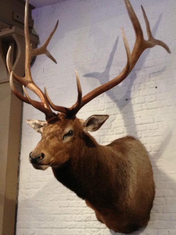 New hunting trophy of a huge wapiti.