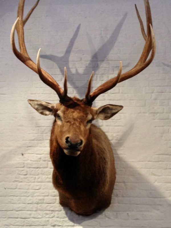 New hunting trophy of a huge wapiti.