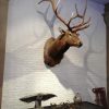 New hunting trophy of a huge wapiti.