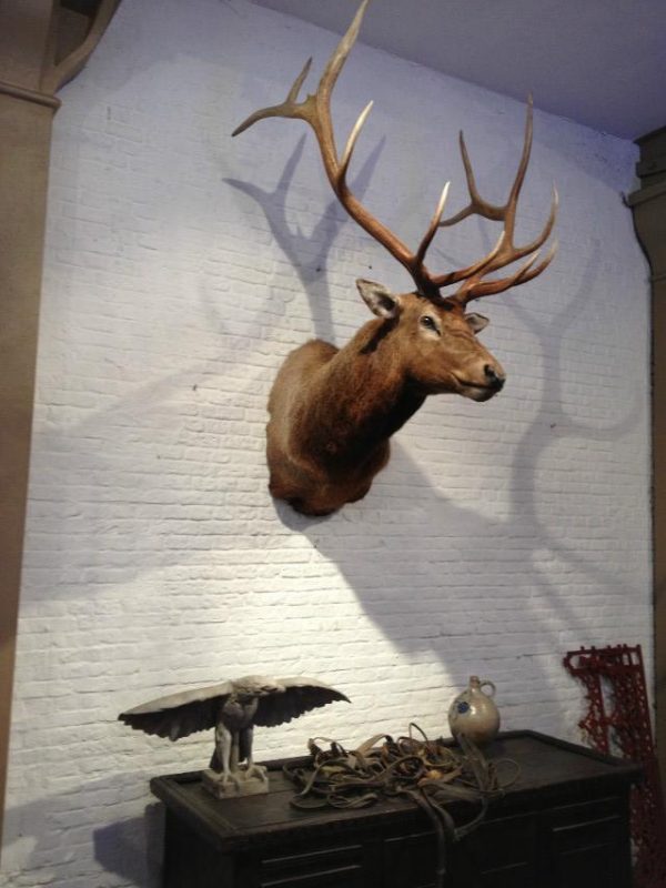 New hunting trophy of a huge wapiti.